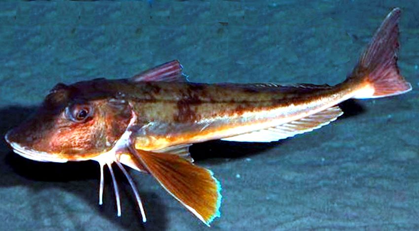 Chelidonichthys lucerna_04.jpg